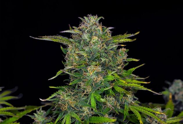 Auto Zkittlez feminised cannabis seeds by Kannabia for indoor and outdoor